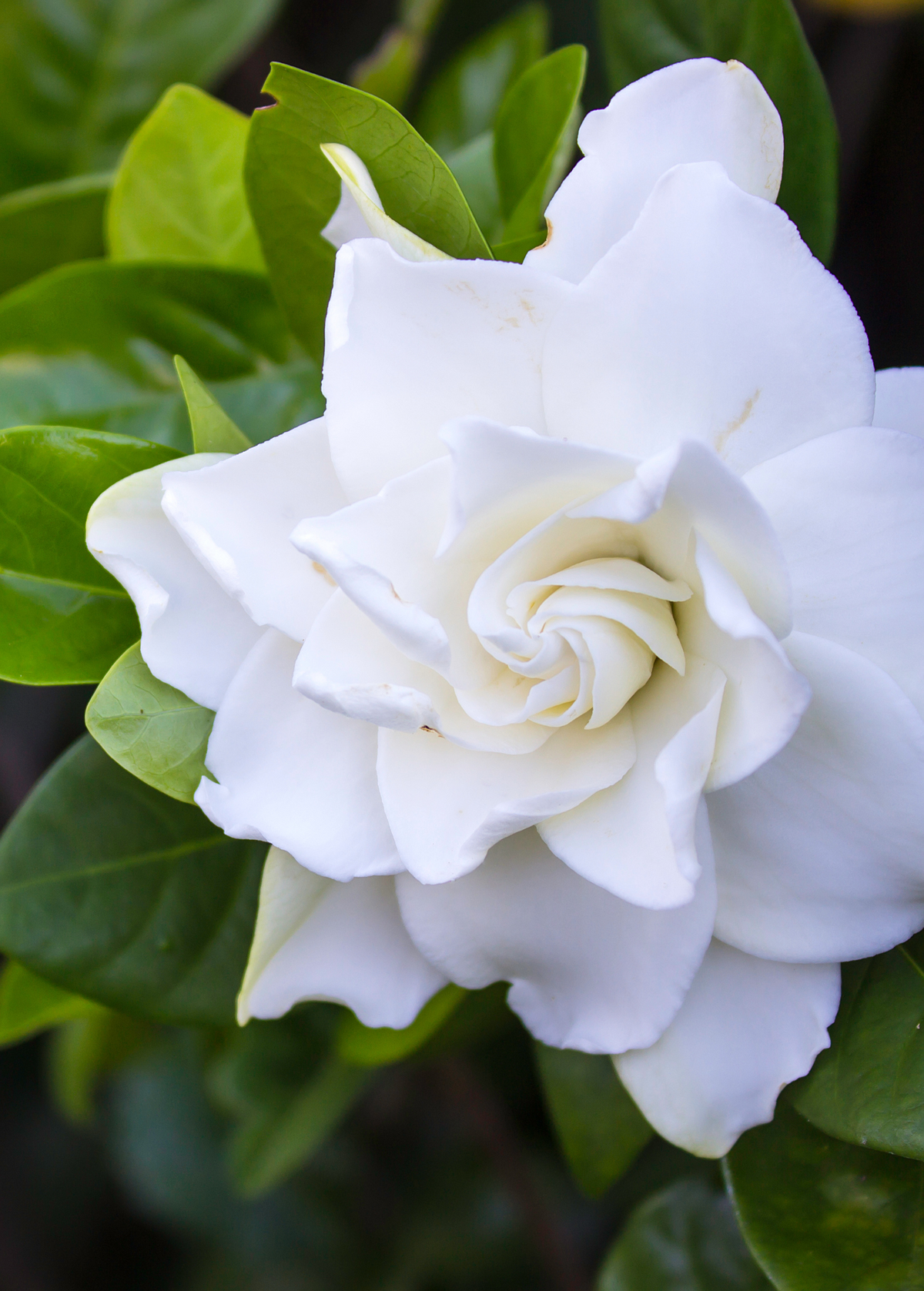Belmont Gardenia, Cape Jasmine (Gardenia jasminoides)