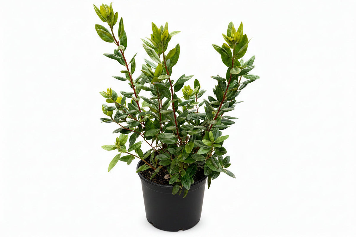 PJM Rhododendron