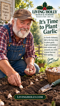 Fresh California Softneck Garlic Bulbs - 7 Bulbs for Planting & Growing - Allium sativum