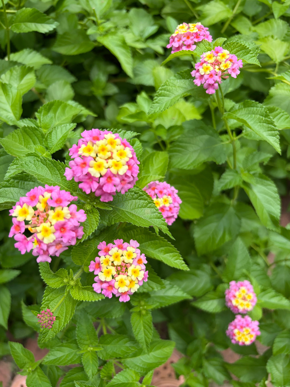 Mozelle Hardy Lantana Live Plant – Pink & Yellow Blooms – Butterfly & Hummingbird Plant – Zones 7–11