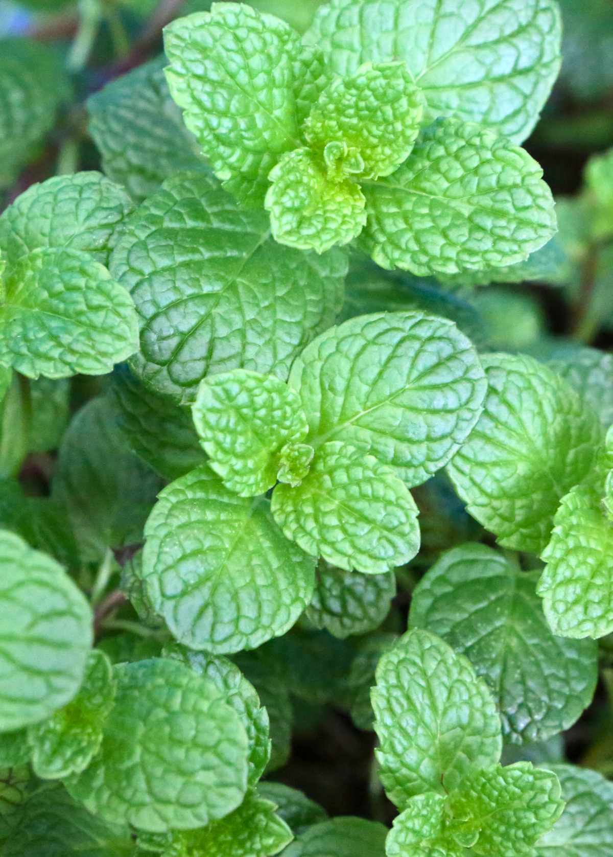 Spearmint (Mentha spicata)