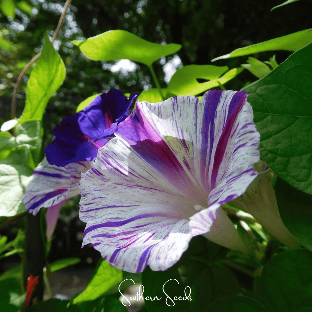 Harlequin Mix Morning Glory – 25 Seeds