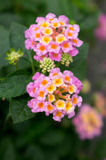 Mozelle Hardy Lantana Live Plant – Pink & Yellow Blooms – Butterfly & Hummingbird Plant – Zones 7–11